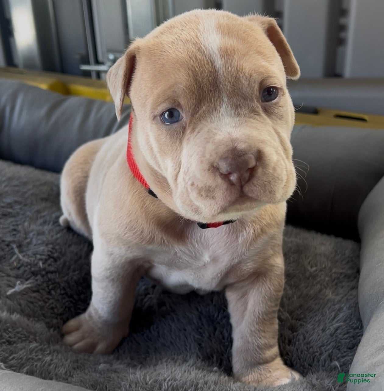 American Bully dogs Steve - Ad 42