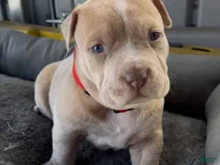 American Bully dogs Rocky - Ad 2