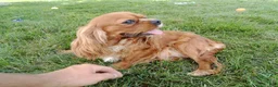 Cavalier King Charles Spaniel dogs for sale: Oli - Ad 4