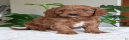 Cavapoo dogs for sale: Jake - Ad 14