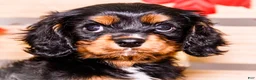Cavalier King Charles Spaniel dogs for sale: Ian - Ad 2