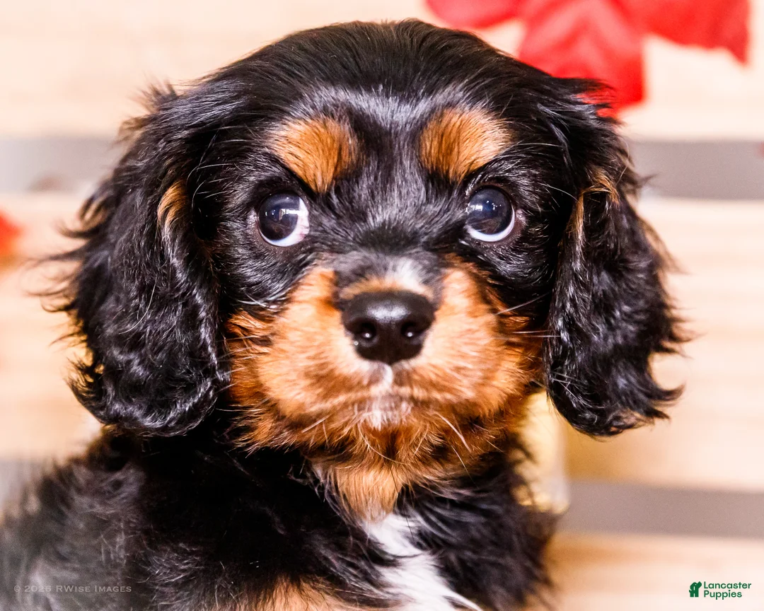 Cavalier King Charles Spaniel dogs for sale: Ian - Ad 2
