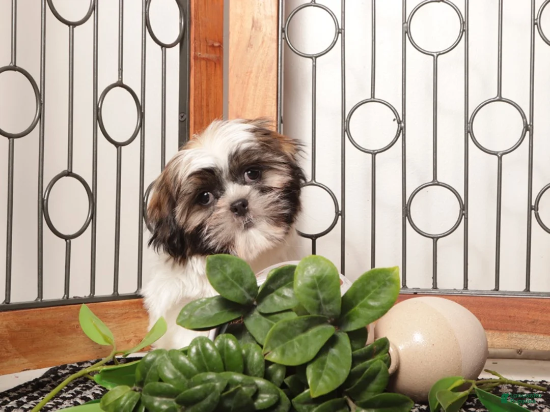 Shih Tzu dogs for sale: Drew ACA ShihTzu - Ad 4