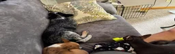 Australian Cattle Dog dogs for sale: Callie - Ad 4