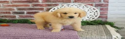Golden Retriever dogs for sale: Gabriella - Ad 4