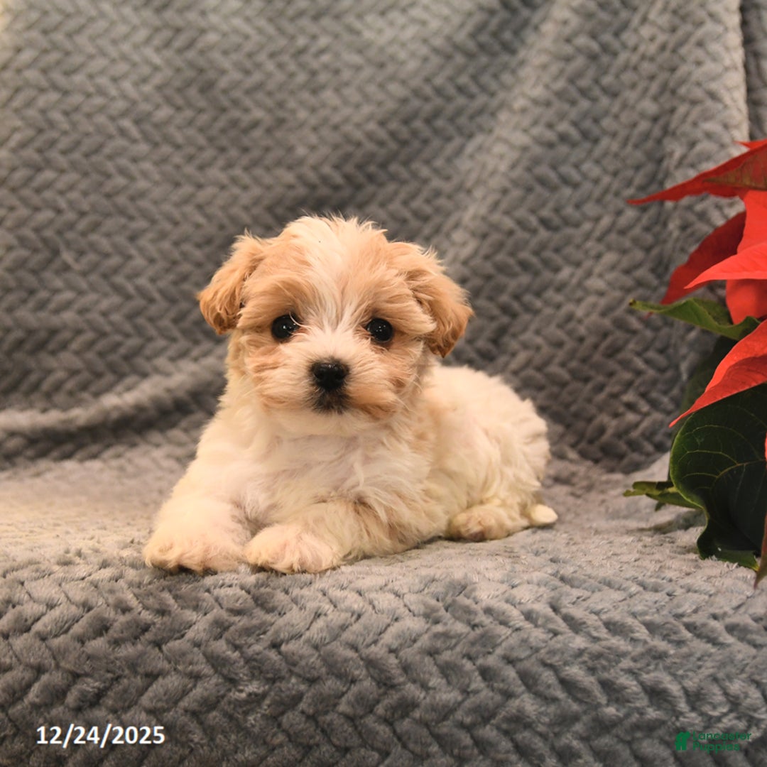 Maltipoo dogs for sale: Carmel - Ad 4