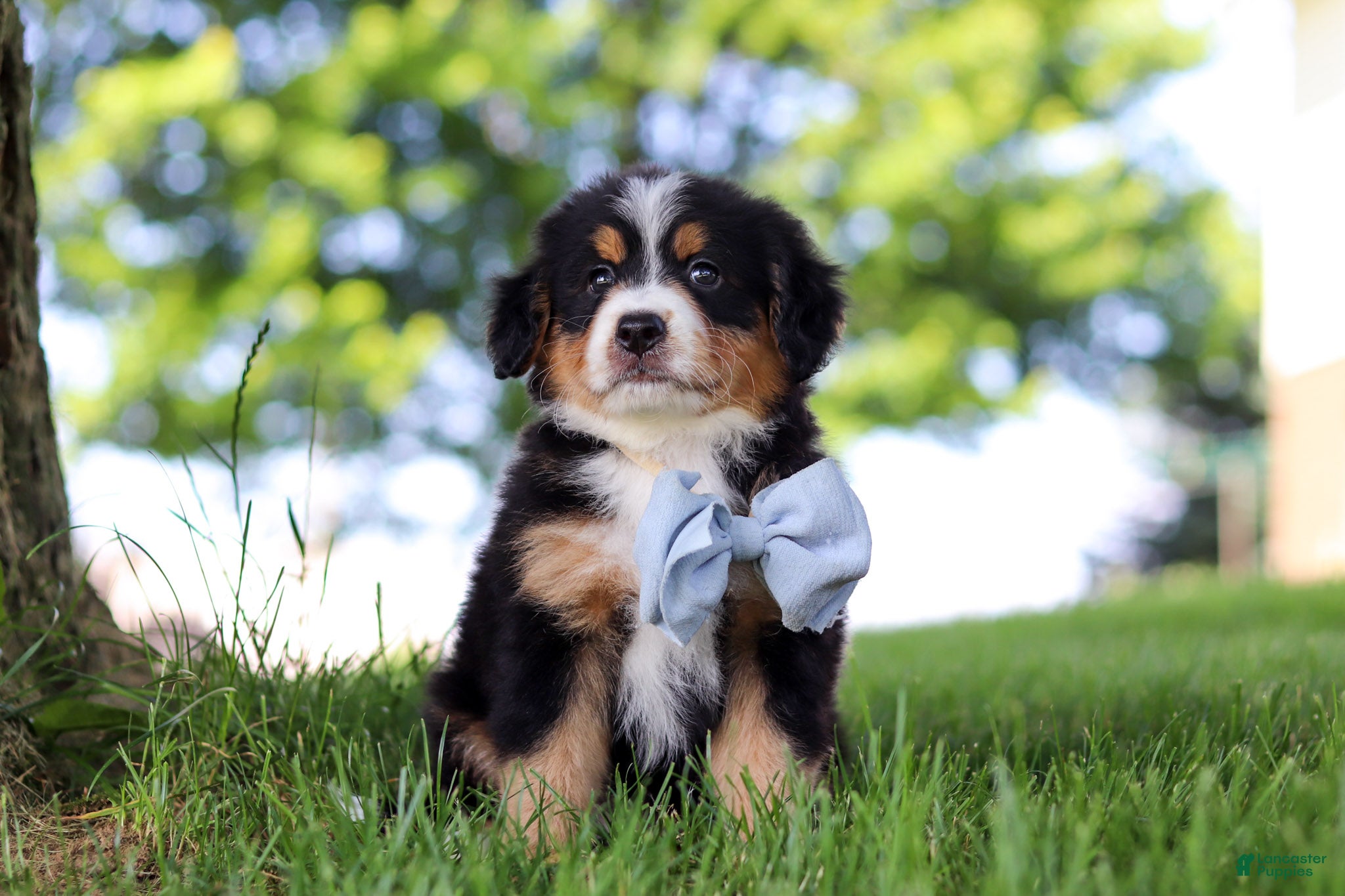 Mini Bernedoodle dogs Jimminy Cricket - Ad 2