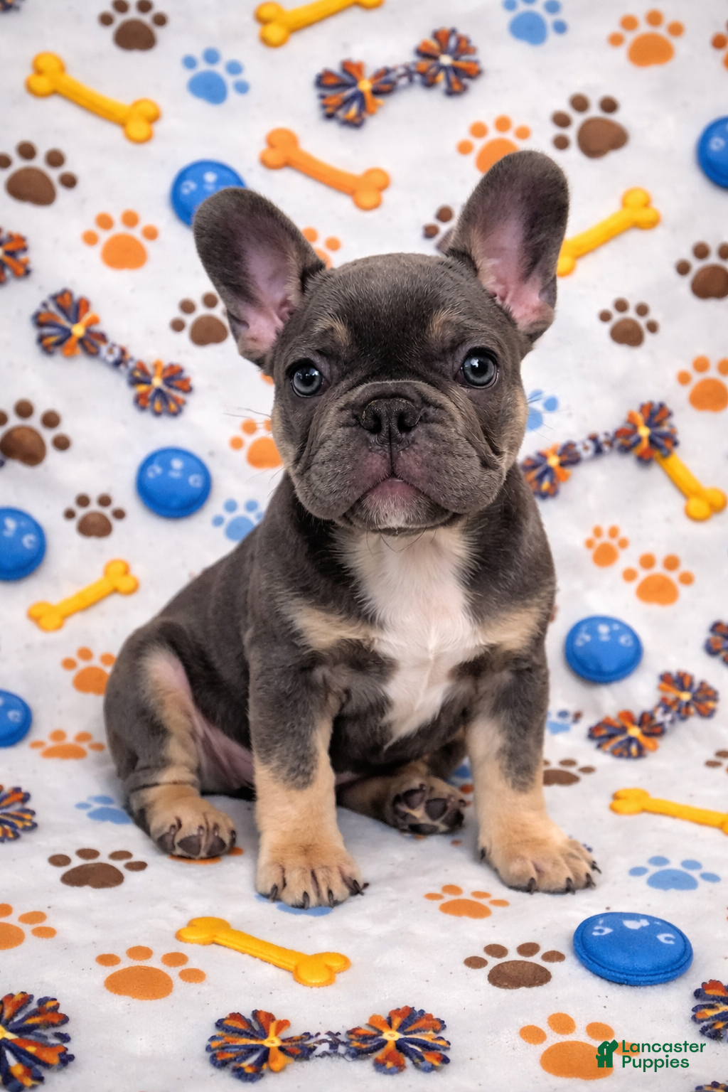 French Bulldog dogs Bear - The Chatter Captain - Ad 1