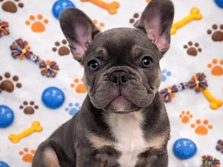French Bulldog dogs for sale: Bear - The Chatter Captain - Ad 2