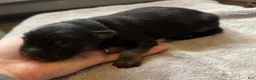German Shepherd dogs for sale: German Shepherd Puppy 2- Blue Male - Ad 15