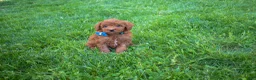 Miniature Poodle dogs for sale: Dakota 💕🐶 - Ad 7