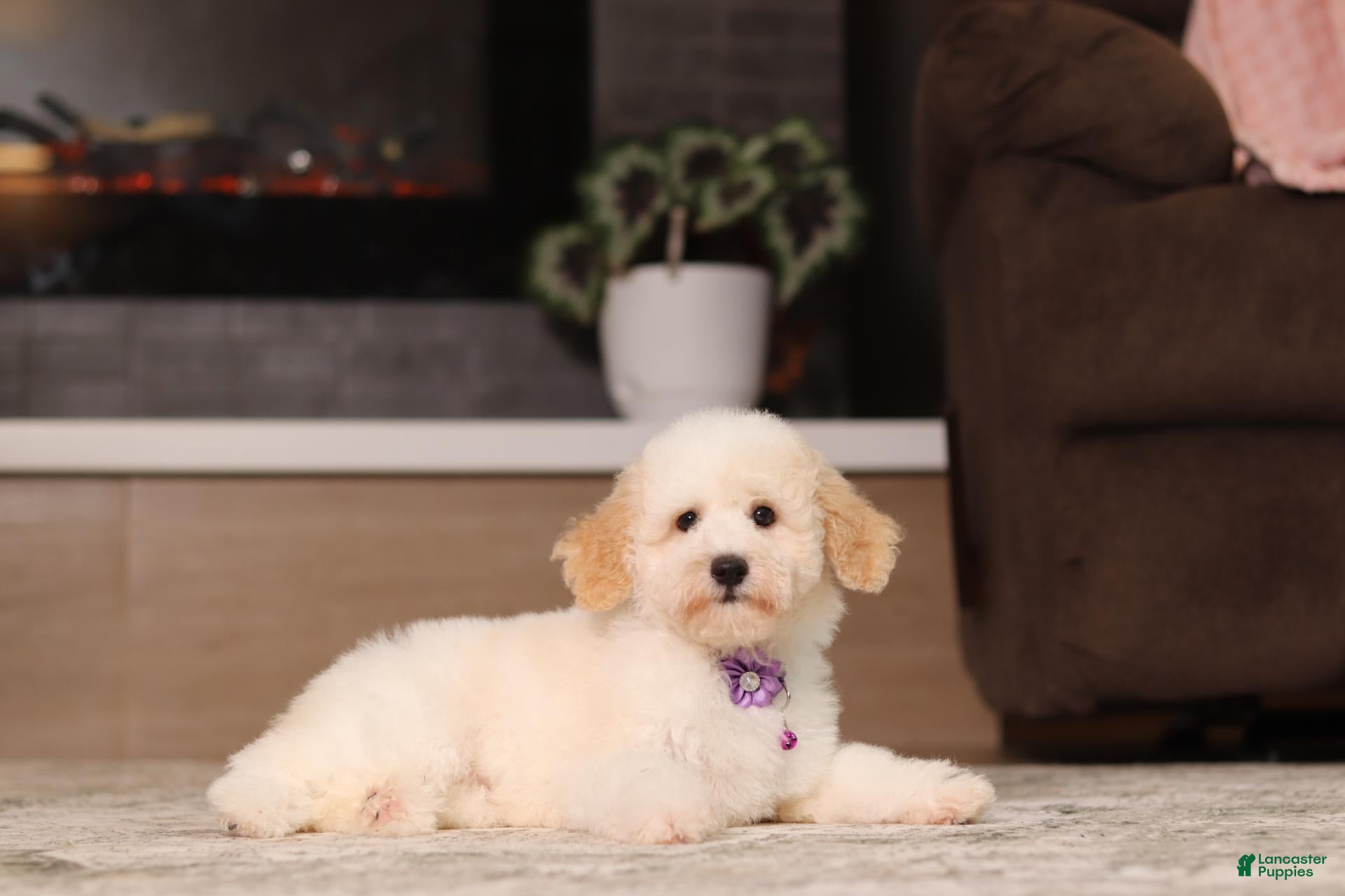 Miniature Poodle dogs Maisie (AKC) - Ad 1
