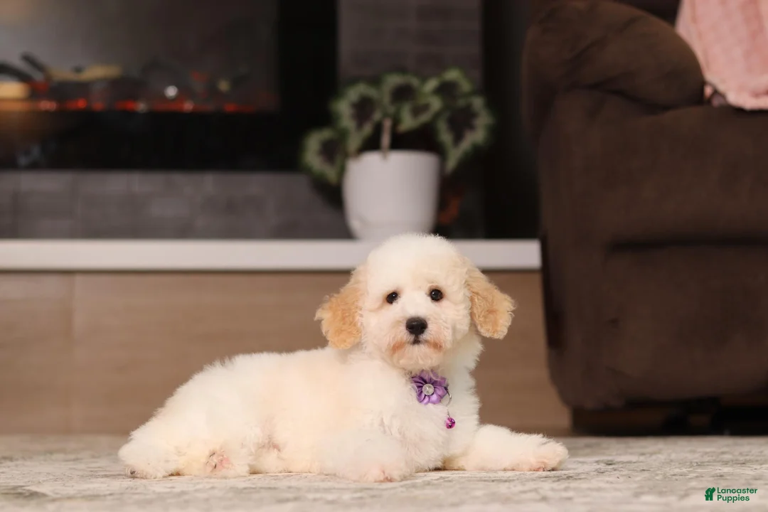 Miniature Poodle dogs for sale: Maisie (AKC) - Ad 1