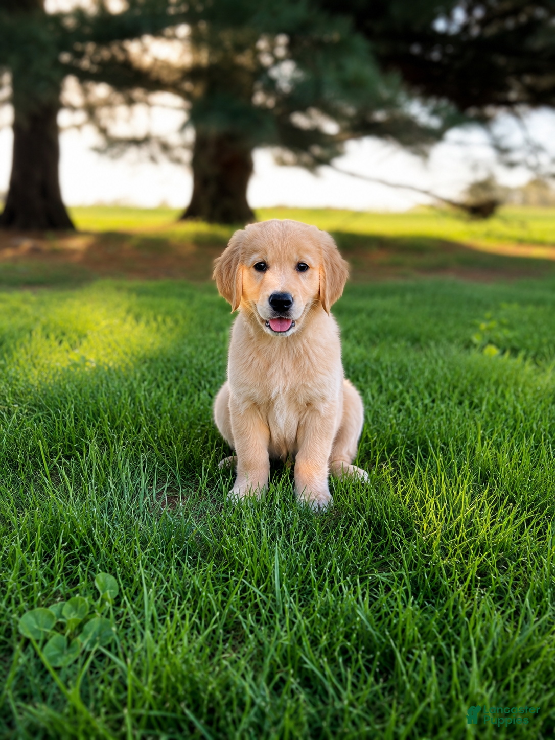 Golden Retriever dogs Sammy Golden Retriever Puppy  - Ad 2