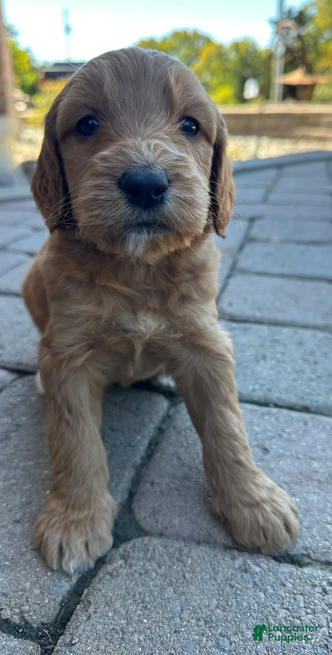 Goldendoodle dogs for sale: Goldendoodle 1 - Ad 1