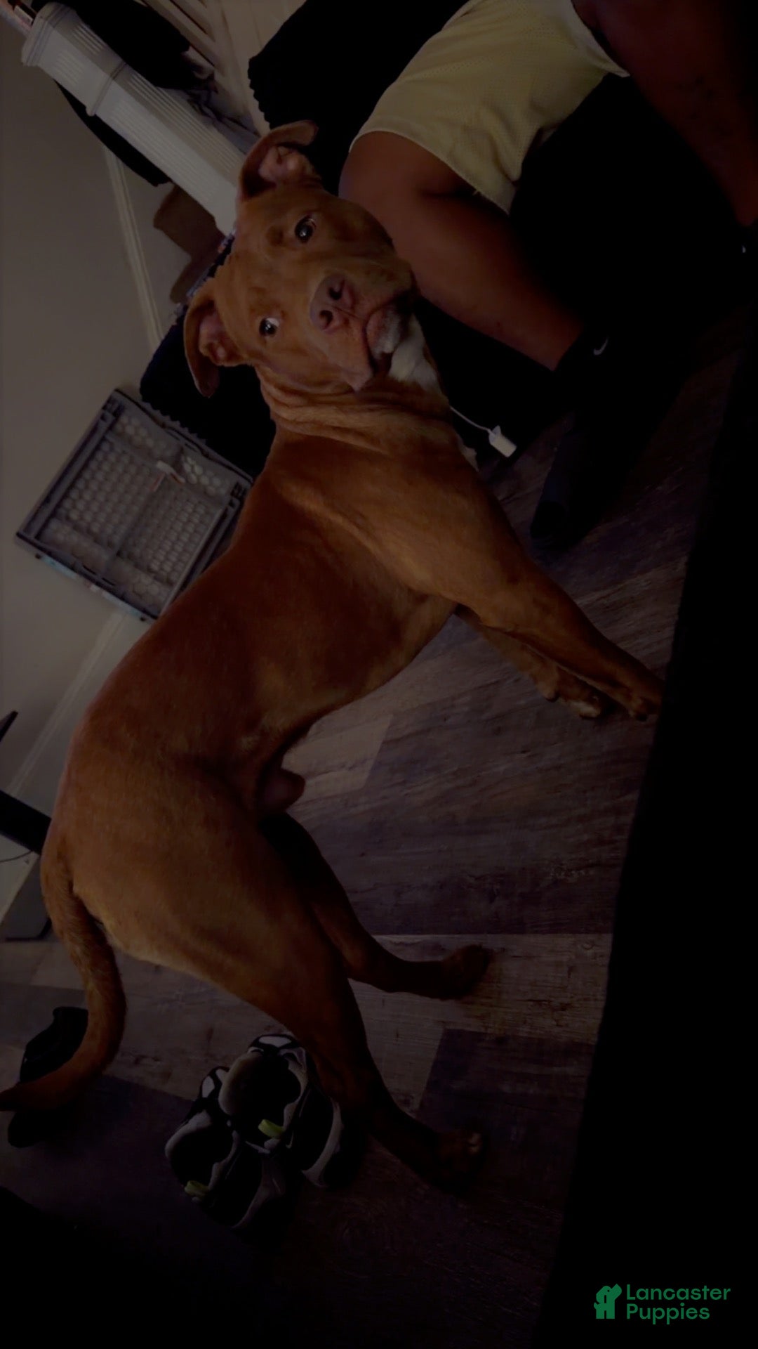 American Staffordshire Terrier dogs for stud: Haze  - Ad 1