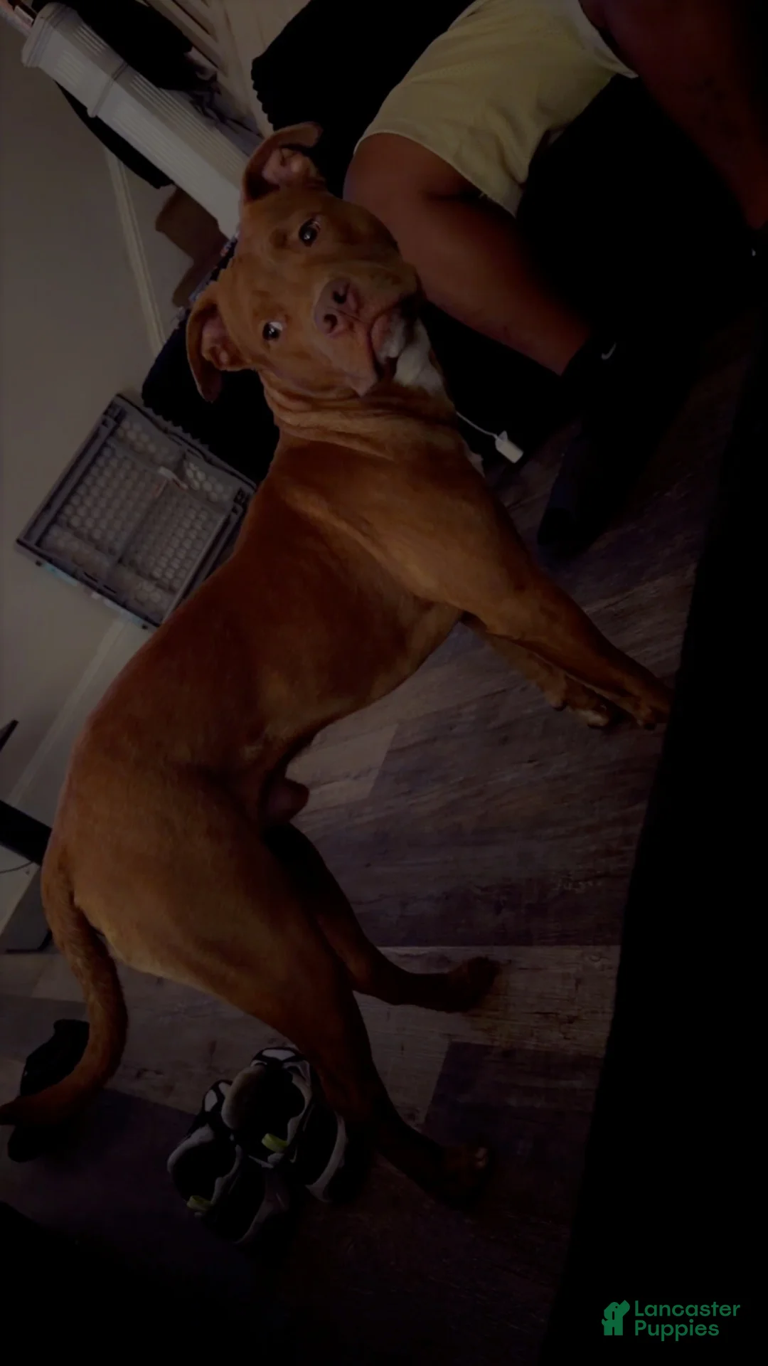 American Staffordshire Terrier dogs for stud: Haze  - Ad 1