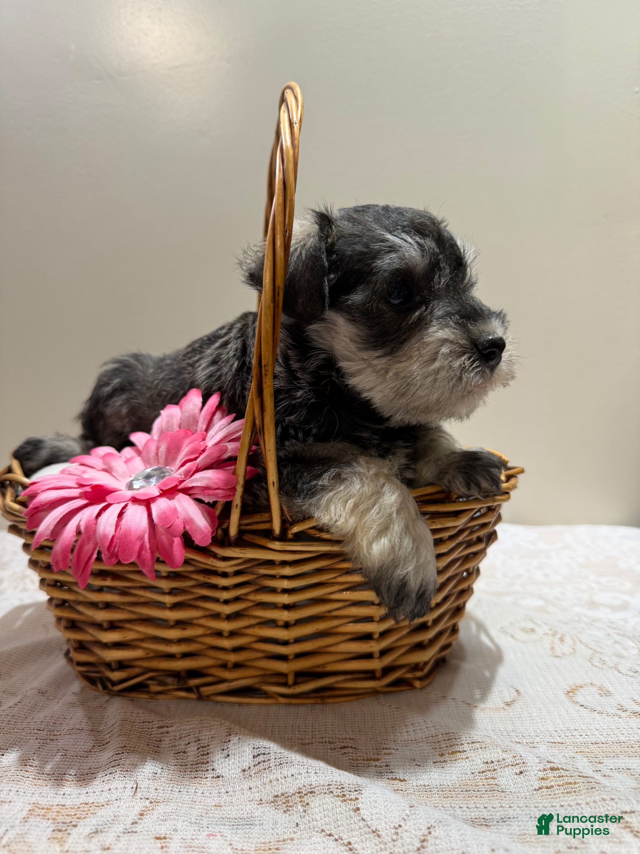 Miniature Schnauzer dogs Sheba Miniature Schnauzer  - Ad 2