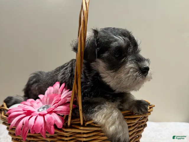 Miniature Schnauzer dogs Sheba Miniature Schnauzer - Ad 2