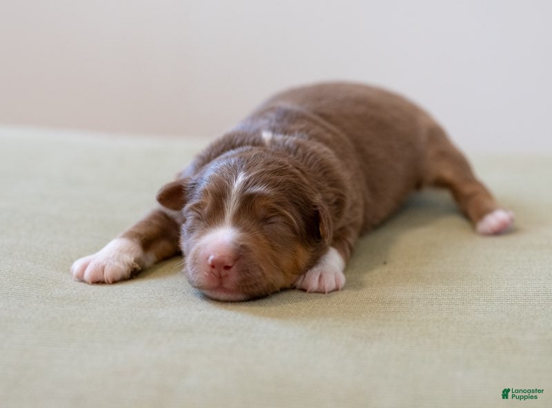 Miniature Australian Shepherd dogs Mama Odie - Ad 2