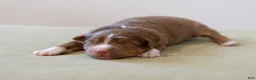 Miniature Australian Shepherd dogs for sale: Mama Odie - Ad 2
