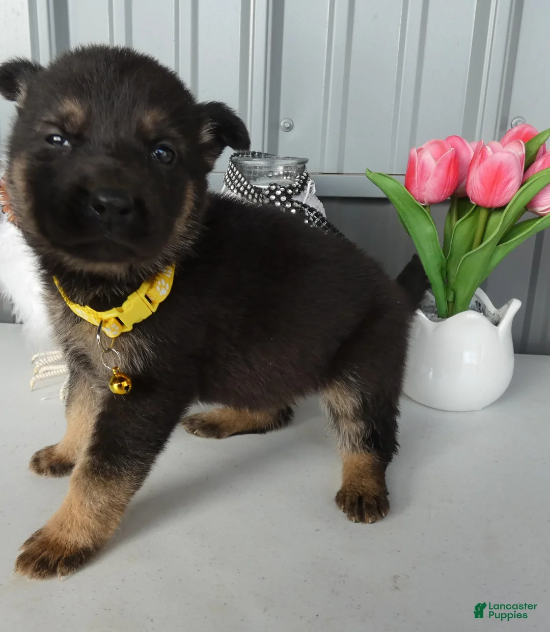 German Shepherd dogs for sale: German Shepherd Puppy 2 Winnie - Ad 1