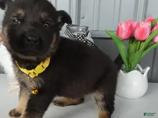 German Shepherd dogs for sale: German Shepherd Puppy 2 Winnie - Ad 2