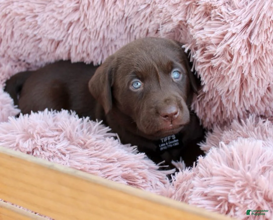 Labrador Retriever dogs for sale: Black Collar - Ad 7