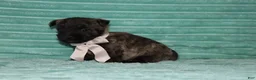 Cairn Terrier dogs for sale: Cleo - Ad 4