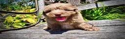 Havapoo dogs for sale: Innocent - Ad 7