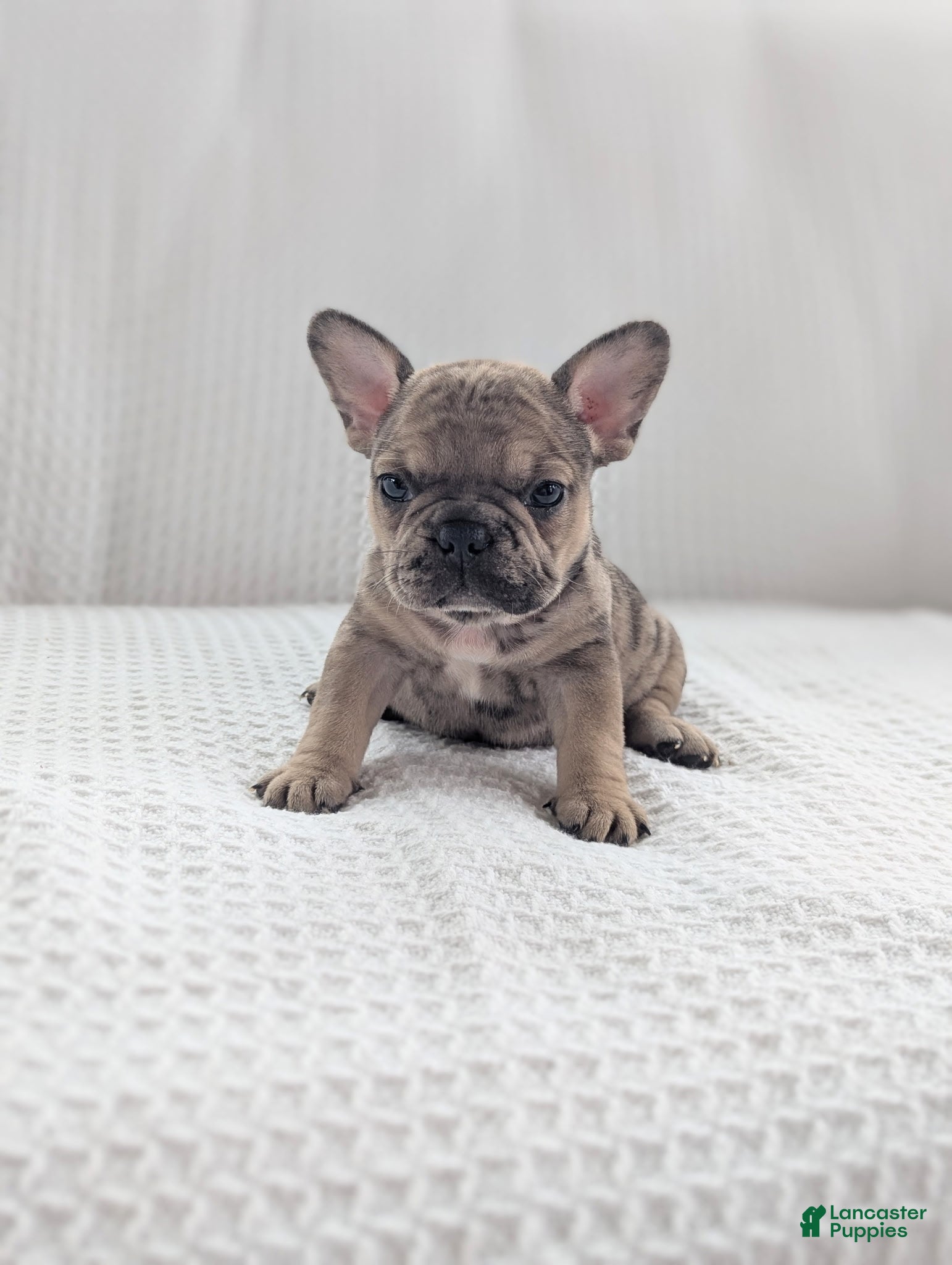 French Bulldog dogs Autumn  - Ad 1