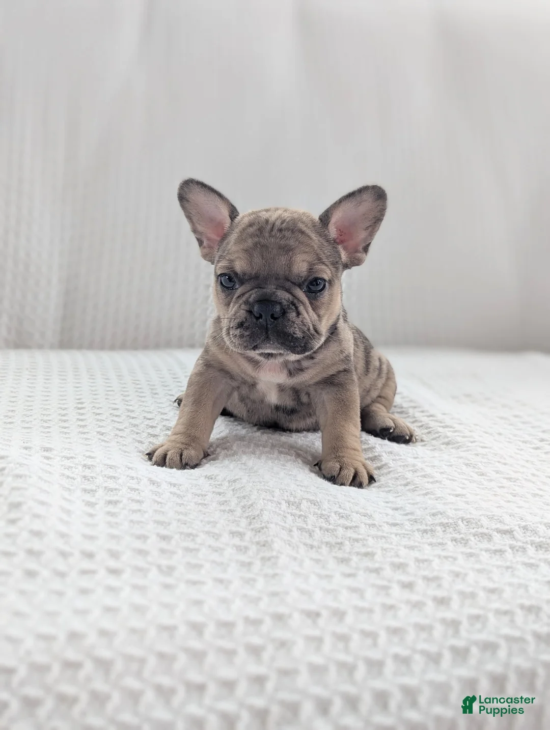 French Bulldog dogs for sale: Autumn  - Ad 1