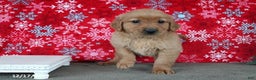 Golden Retriever dogs for sale: Blitz  - Ad 4