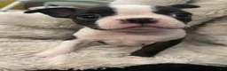 Boston Terrier dogs for sale: Diesel - Ad 2
