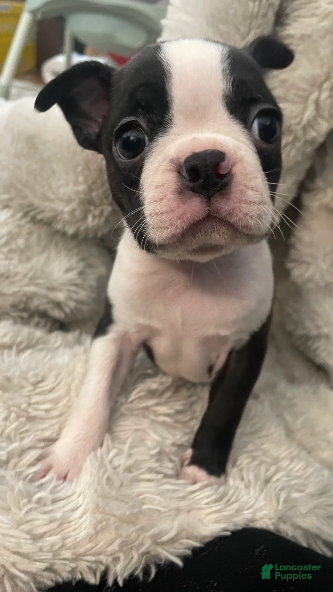 Boston Terrier dogs for sale: Diesel - Ad 2