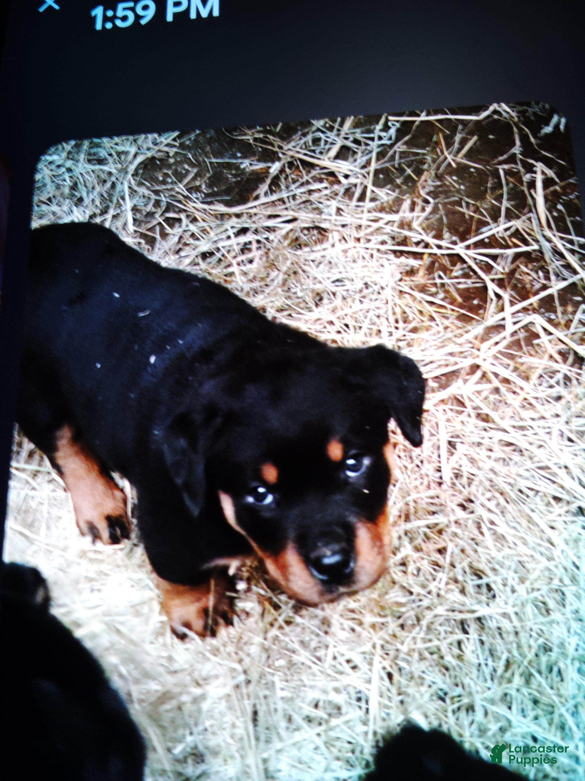 Rottweiler dogs Rottweiler Puppy 3 - Ad 12