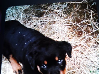 Rottweiler dogs Rottweiler Puppy 3 - Ad 21
