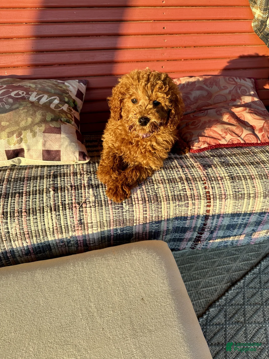 Miniature Labradoodle dogs for sale: Hurley - Ad 5