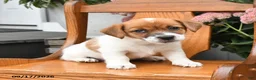 Jack Russell Terrier dogs for sale: Misty - Ad 3