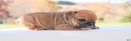English Bulldog dogs for sale: Zoey - Ad 4