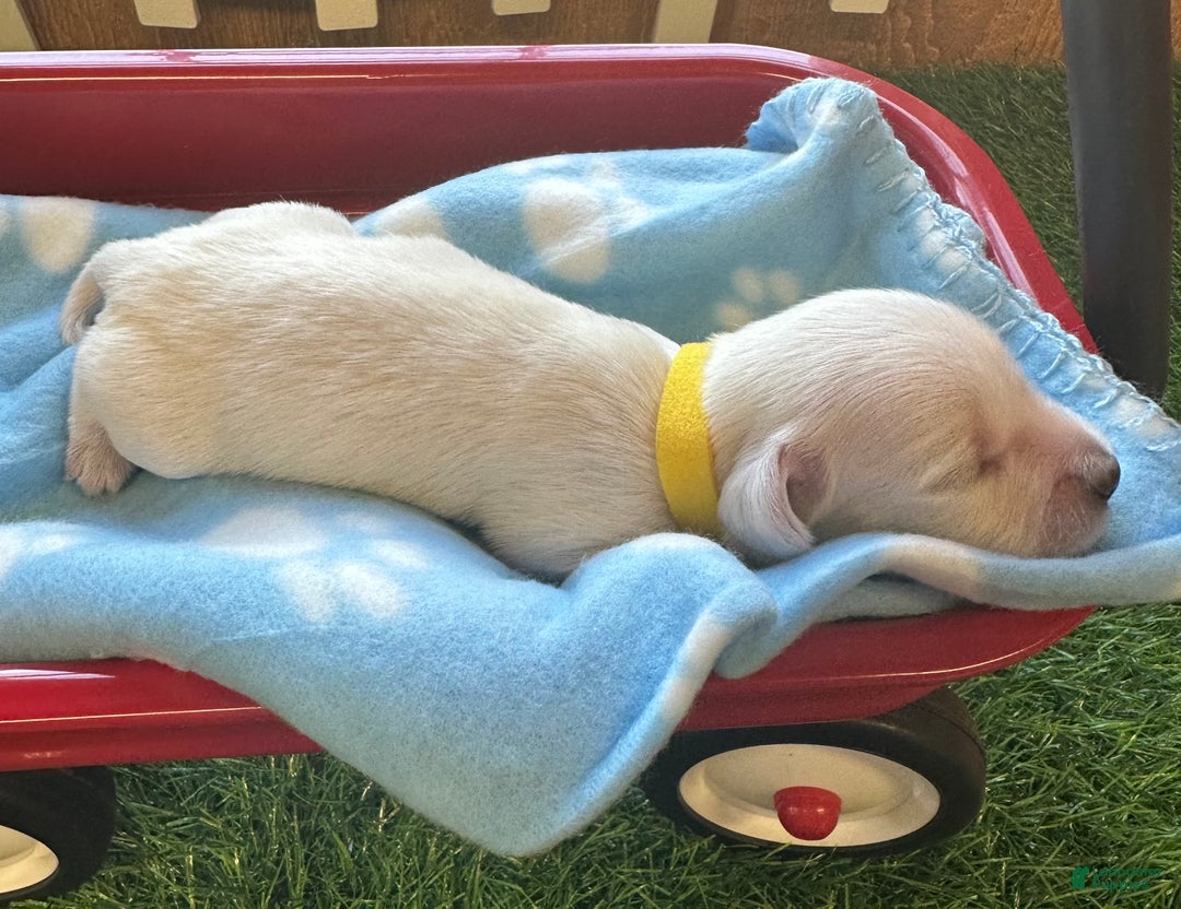 David for sale in Trenton Lancaster Puppies