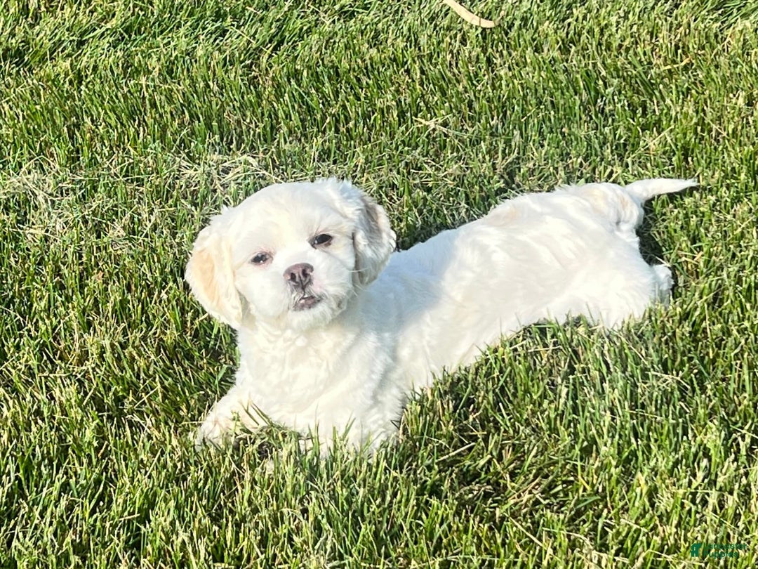Lhasa Apso dogs for sale: Angel - Ad 9