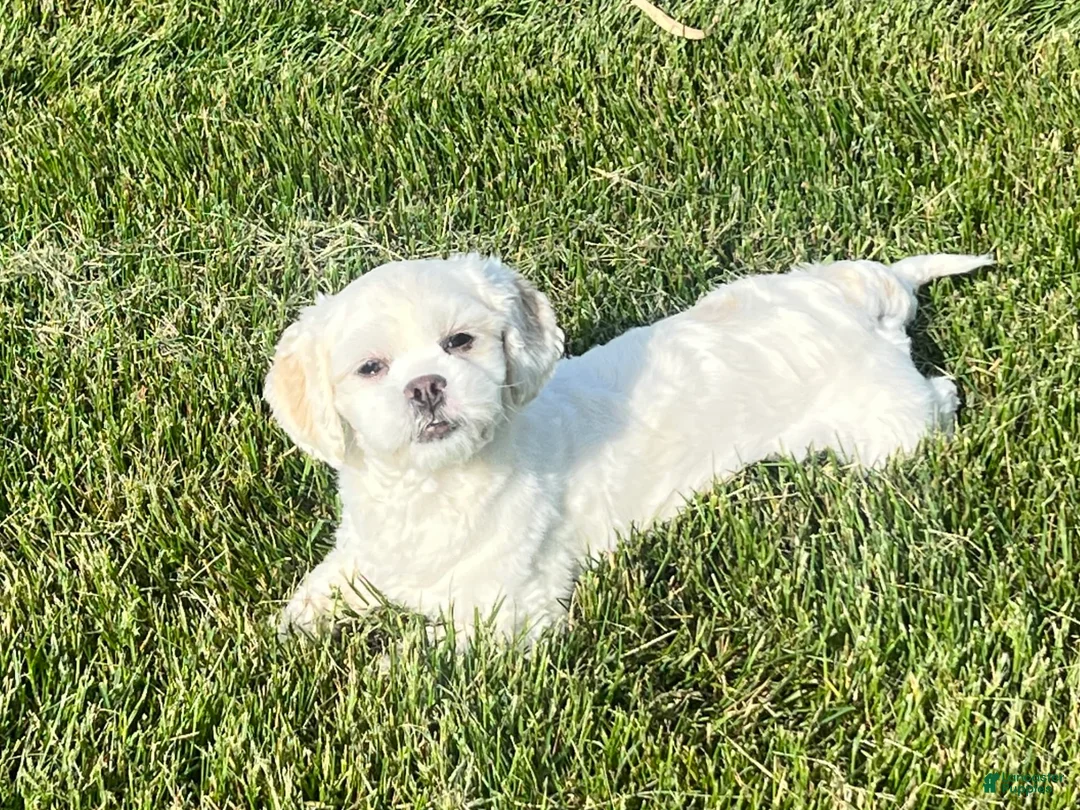 Lhasa Apso dogs for sale: Angel - Ad 8