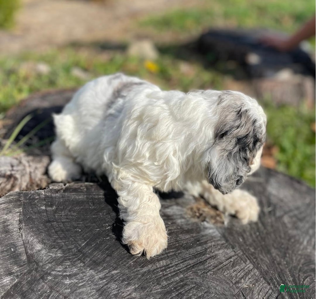 Cockapoo dogs for sale: Frosty - Ad 3