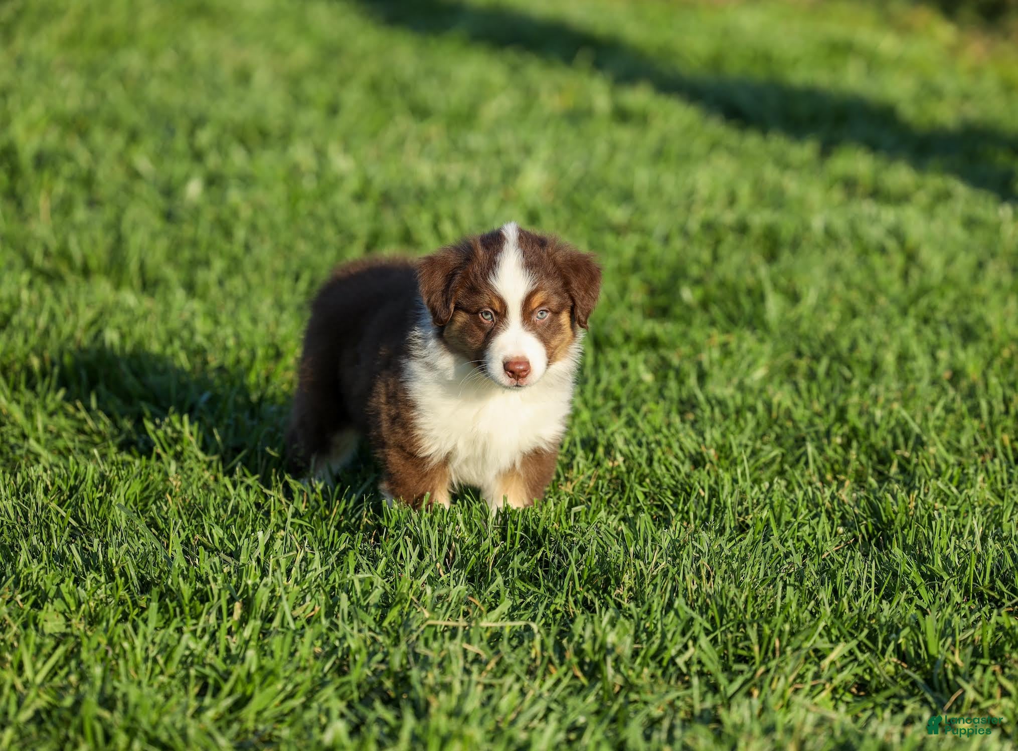 Miniature Australian Shepherd dogs Lava Miniature Australian Shepherd Puppy  - Ad 1