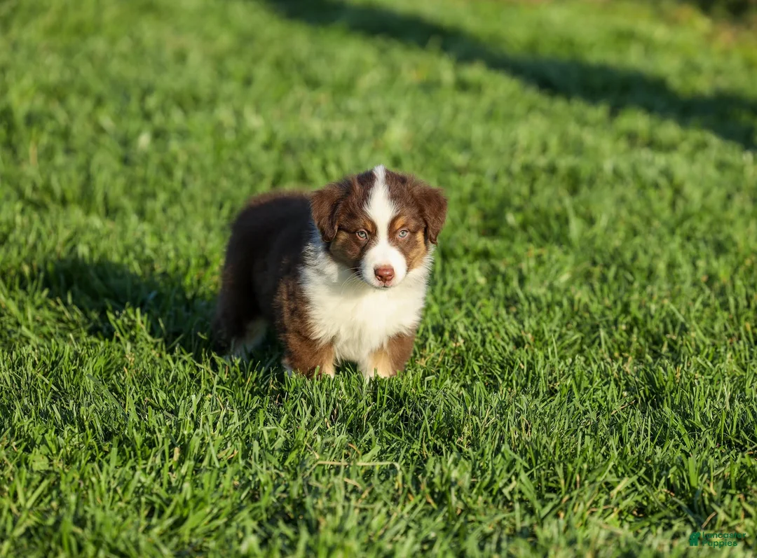 Miniature Australian Shepherd dogs for sale: Lava Miniature Australian Shepherd Puppy  - Ad 1