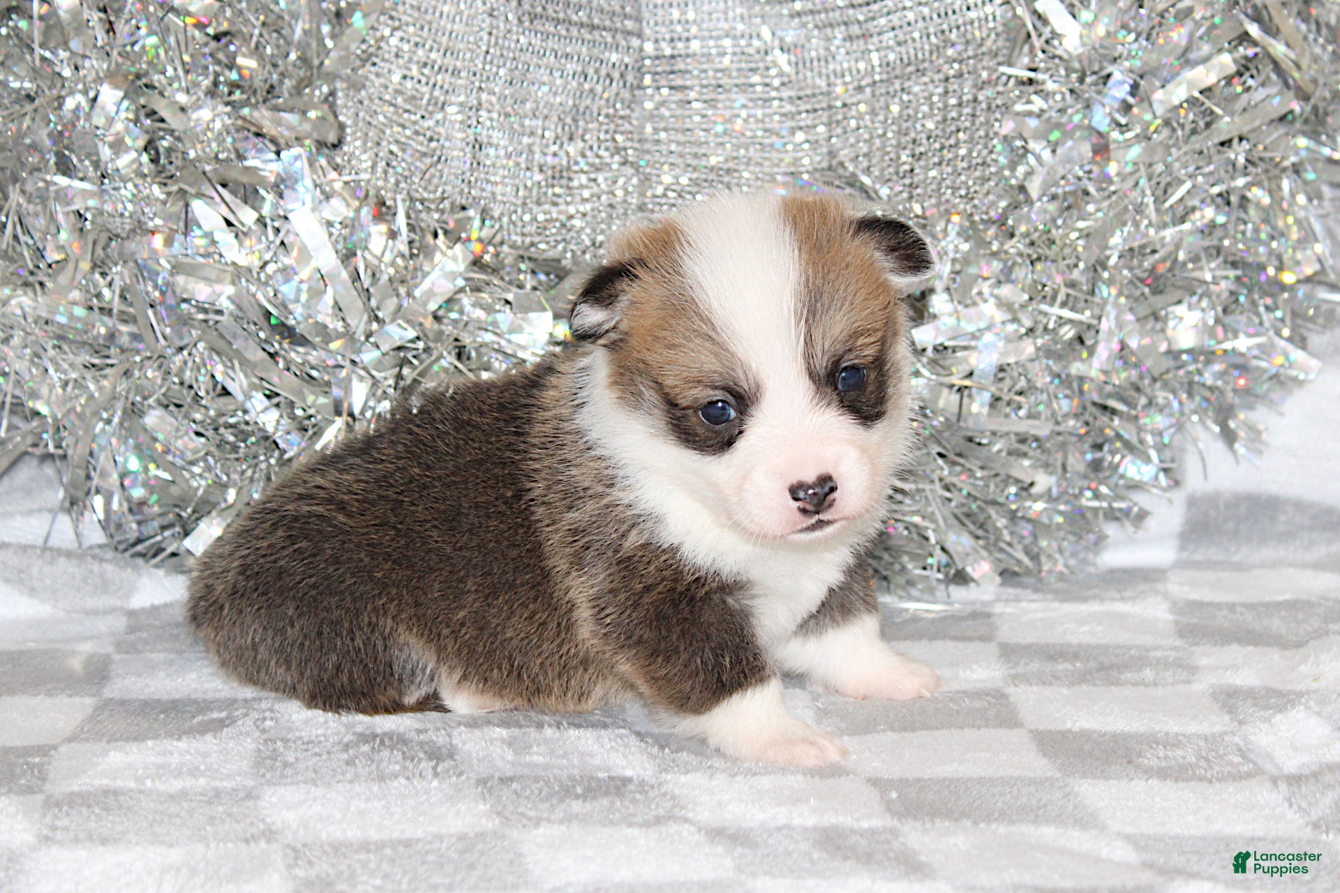 Welsh Corgi Pembroke dogs Brady - Ad 26