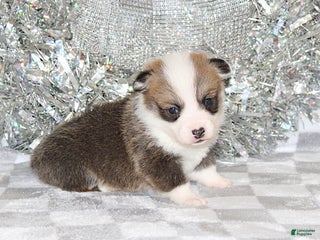 Welsh Corgi Pembroke dogs Brady - Ad 14