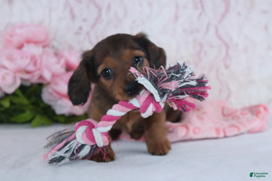 Miniature Dachshund dogs for sale: Havan - Ad 2