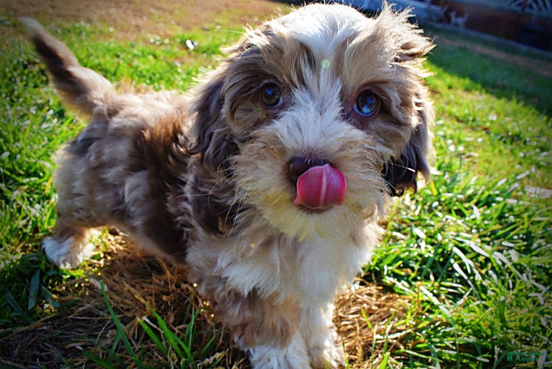 Havapoo dogs for sale: Oakley - Ad 12